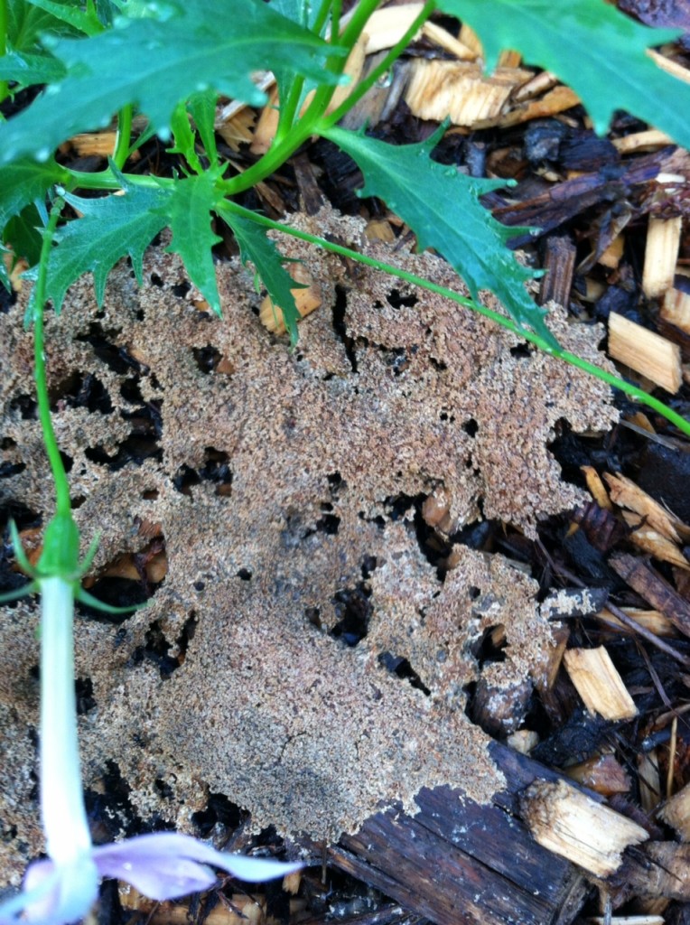 Old slime mold