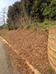 Photo Caption: This strip of our garden will be planted in wildflowers and strawberries. We're going to coppice the "weed" trees for a couple of seasons to keep the hillside soil stable while we establish other plantings.